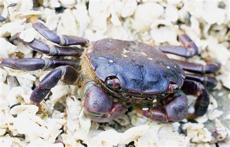 Purple Shore Crab - vic high