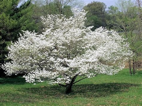 State Flower Coloring Book: North Carolina State Flower: Dogwood