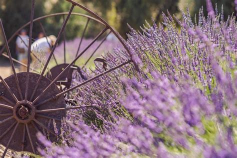 13 Magical Lavender Farms in California to Visit this Summer