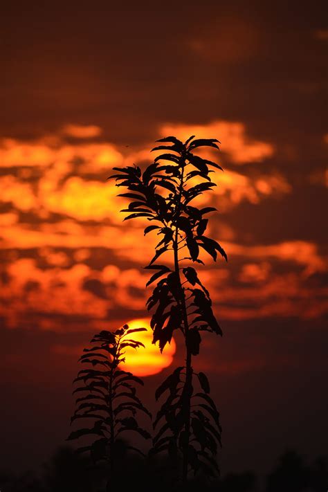 Sunset, sun, branch, dark, dusk, HD phone wallpaper | Peakpx