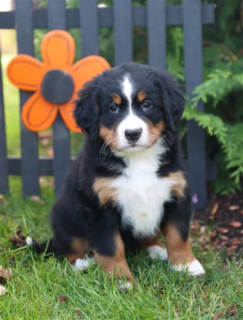 Bernese Mountain Dog Puppies for Sale in Fredericktown, OH | Lancaster Puppies