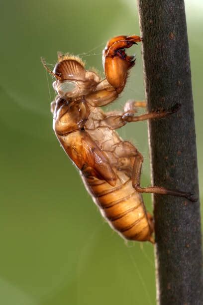 Cicada Cocoon Stock Photos, Pictures & Royalty-Free Images - iStock