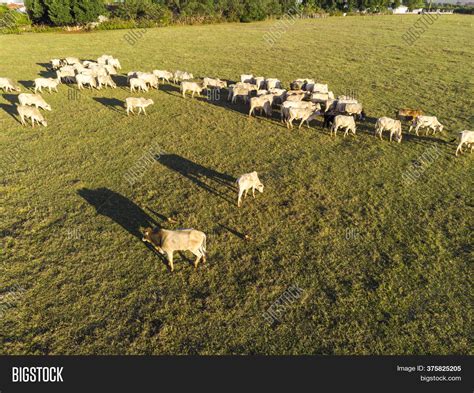 Cattle Herd Grazing Image & Photo (Free Trial) | Bigstock