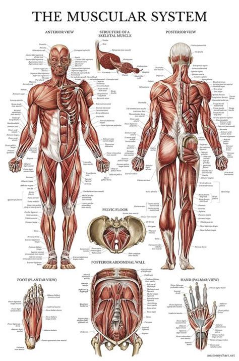 Muscular System Anatomical Poster Laminated Muscle Anatomy Chart Double Sided | Lazada PH