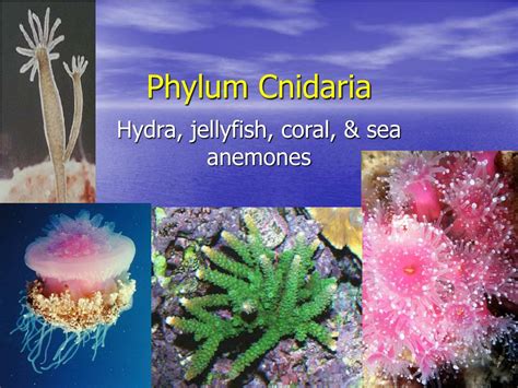 PPT - Phylum Cnidaria PowerPoint Presentation, free download - ID:154411