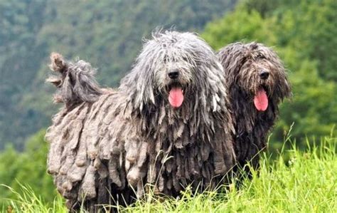 Bergamasco Sheepdog Temperament