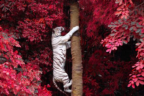 White Tiger Climbing Tree, HD Animals, 4k Wallpapers, Images, Backgrounds, Photos and Pictures