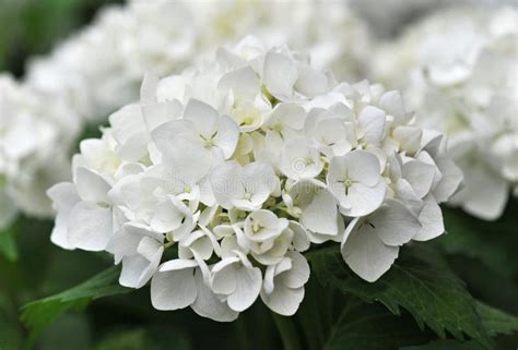 White Hydrangea (Hortensia) Stock Image - Image of macro, leaf: 14324645