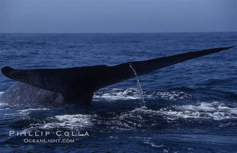 Blue whale fluke, Baja California (Mexico), Balaenoptera musculus photo