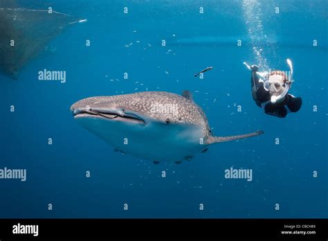 Requin baleine et plongeur Banque de photographies et d’images à haute ...