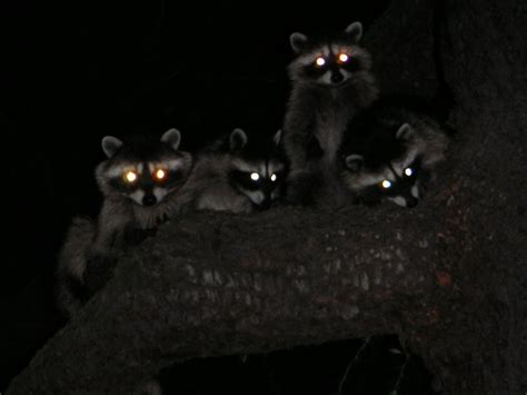 The "glowing" effect of many nocturnal animals eyes is known as the tapetum lucidum. : Awwducational