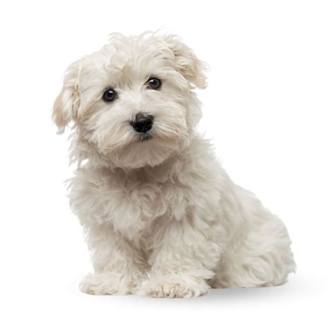 Westie Poodle Puppies For Sale - PUPPIES AUSTRALIA