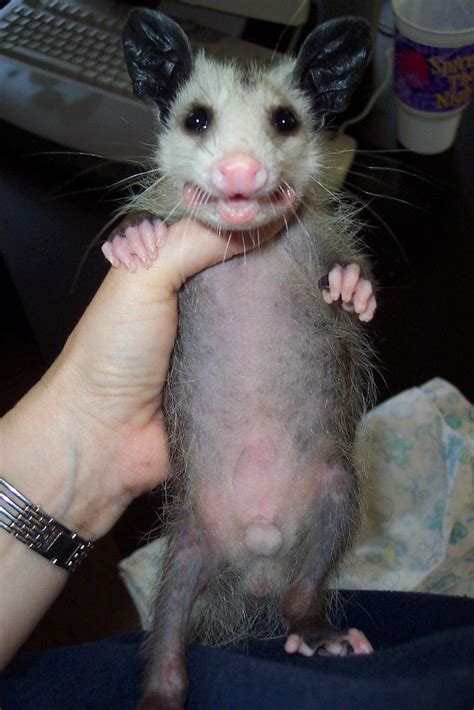 Male opossum with pouch, hermaphrodite, - a photo on Flickriver