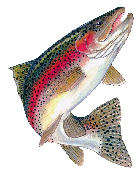 Rainbow trout clipart 20 free Cliparts | Download images on Clipground 2024