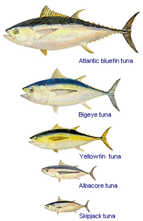 Sustainable shopping: how to buy tuna without biting a chunk out of the oceans - News & Media @ UOW