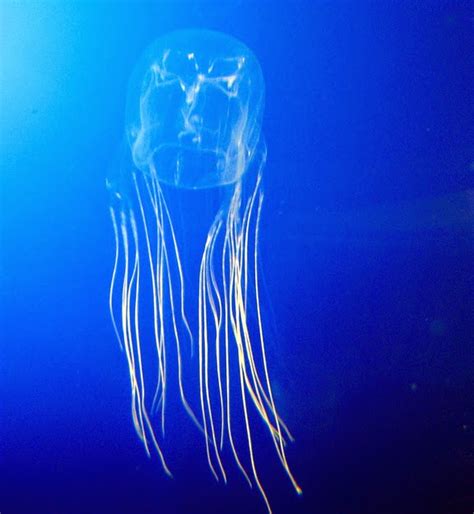 The World's Most Venomous Animal Is ... Thailand's Box Jellyfish