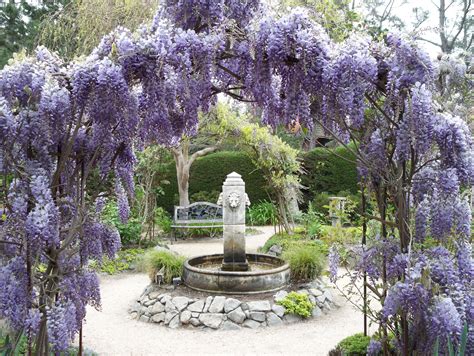 Wisteria Cambria | Bahçe, Güzellik, Çiçek