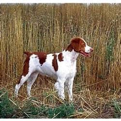 Spaniel Bretón | PERROSPEDIA