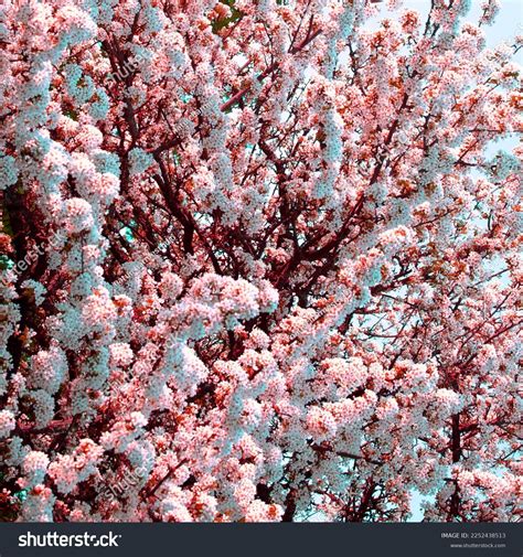 Pink Cherry Blossom Background Wallpaper Stock Photo 2252438513 ...