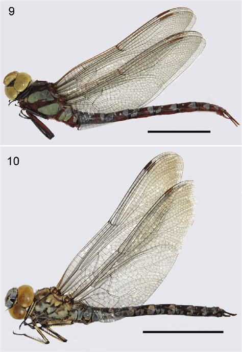 , 10. New records of Odonata species for Argentine provinces. 9. New ...