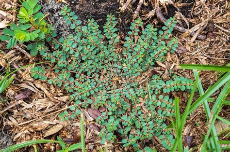 Guide to Spotted Spurge Identification & Control - Gecko Green Lawn ...