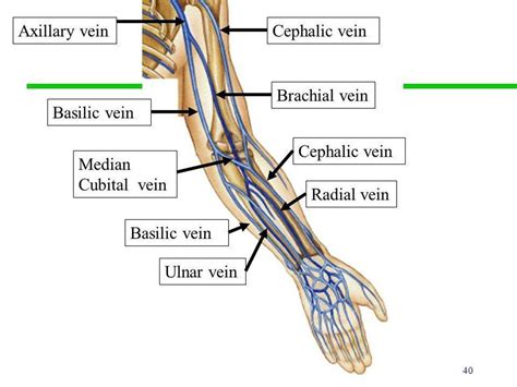 Pictures Of Brachial VeinHealthiack