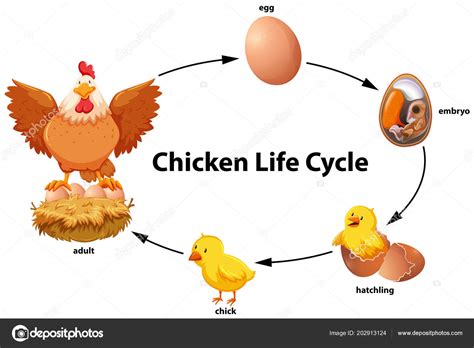 Chicken Life Cycle Diagram Illustration Stock Vector Image by ...