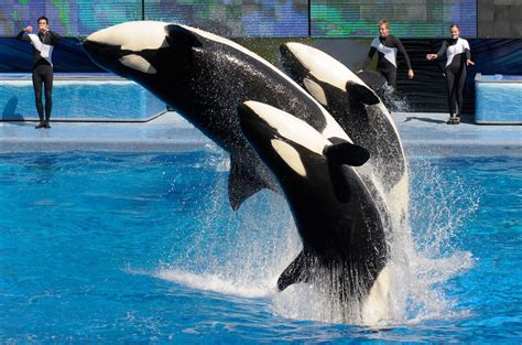 SeaWorld to expand killer whale environments, fund more research and marine protection ...