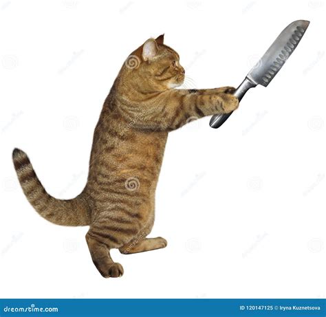 Cat holds a big knife stock image. Image of arms, danger - 120147125