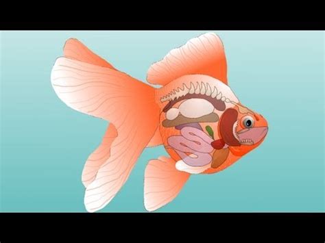 Goldfish Internal Anatomy