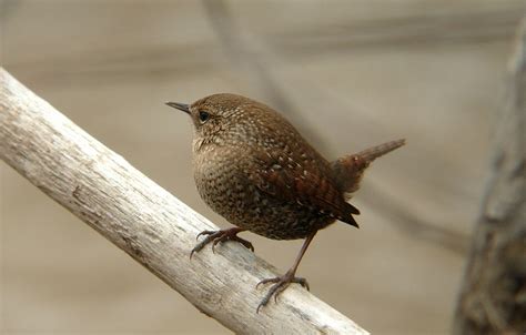 Winter wren - song / call / voice / sound.