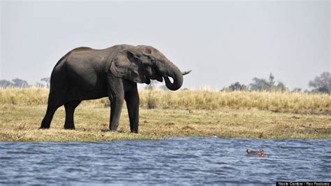 Elephant And Hippo Disagree, Face Off At Botswana's Chobe River | HuffPost