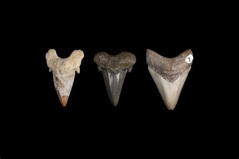 How megalodon’s teeth evolved into the ‘ultimate cutting tools’ – Research News