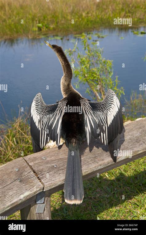 Anhinga, "Anhinga Trail", Everglades, Florida, USA Stock Photo - Alamy