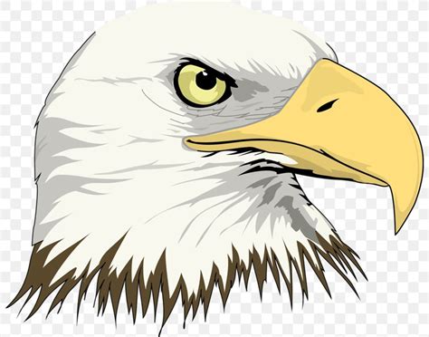 Bald Eagle Drawing Clip Art, PNG, 800x645px, Bald Eagle, Accipitriformes, Art, Beak, Bird ...