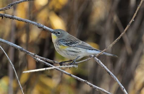 Yellow-rumped Warbler - East Cascades Audubon Society