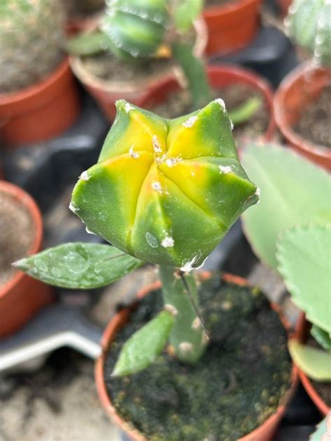 Astrophytum myriostigma 'Variegata' | Cactuses \ Astrophytum | Kaktusy ...