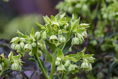 Smelly, stinking hellebore... stay away from this fetid beauty