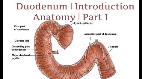 Anatomy Of Duodenum Duodenum Structure Ppt Of Duodenum Power Point - Riset