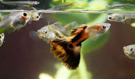 Are You Ready for Guppy Breeding - hygger