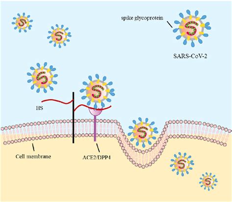 Heparan sulfate serves as a receptor for viral attachment. Heparan... | Download Scientific Diagram