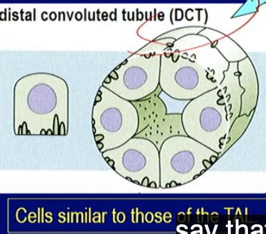 reabsorption & secretion in distal tubule Flashcards | Quizlet