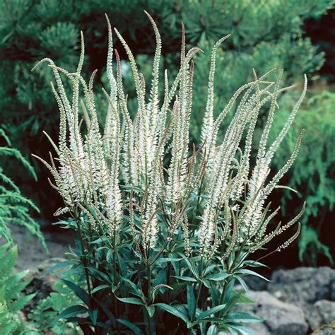 Veronicastrum virginicum 'Album' | White Flower Farm