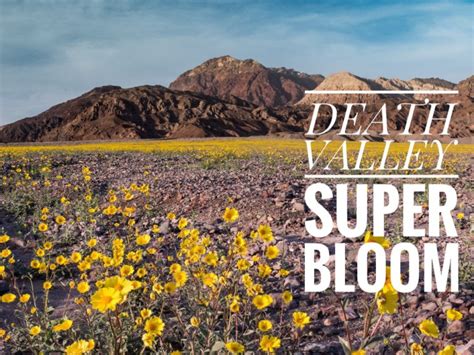 Death Valley Super Bloom - Val in Real Life LLC