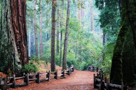 Big Basin Redwoods State Park - a photo on Flickriver