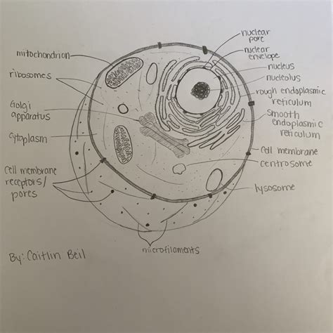 What's really in a cell? | Caitlin Beil