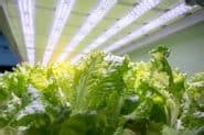Complete Guide to Lettuce Hydroponics and What to Buy - Rural Living Today