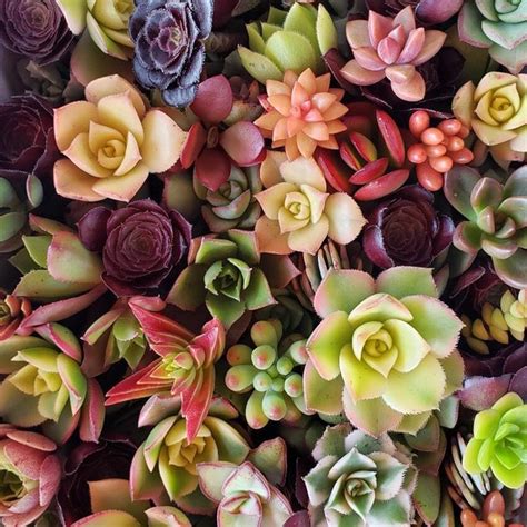 Rosette Succulent - Etsy