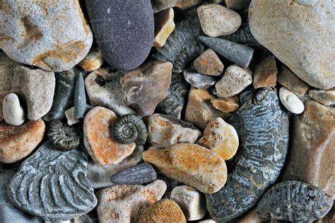 Fossils of belemnites and ammonites on shingle beach near Lyme Regis along the Jurassic Coast ...