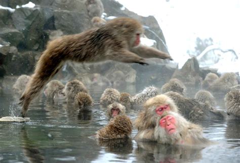 Des macaques japonais, surnommés singes des neiges, prennent un bain chaud au parc des singes de ...